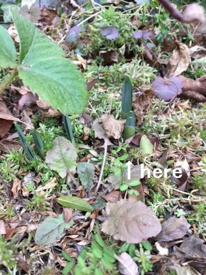 水仙の新芽　春が待ち遠しい